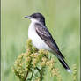 Eastern Kingbird 1