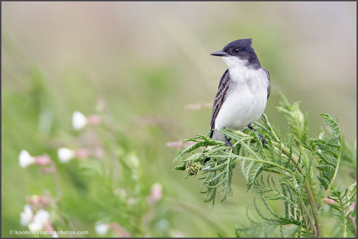 Eastern Kingbird