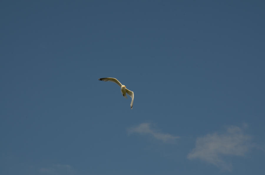 seagul flying