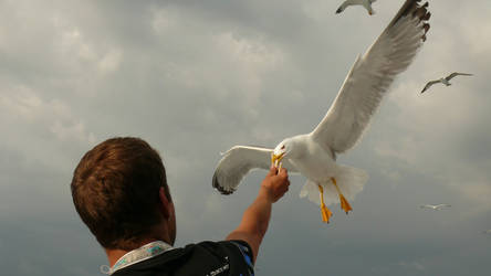 .seagull.