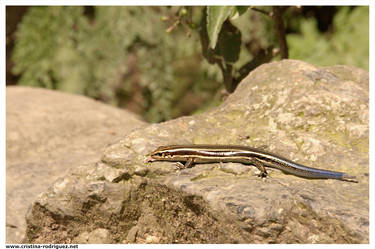 Japanese lizard