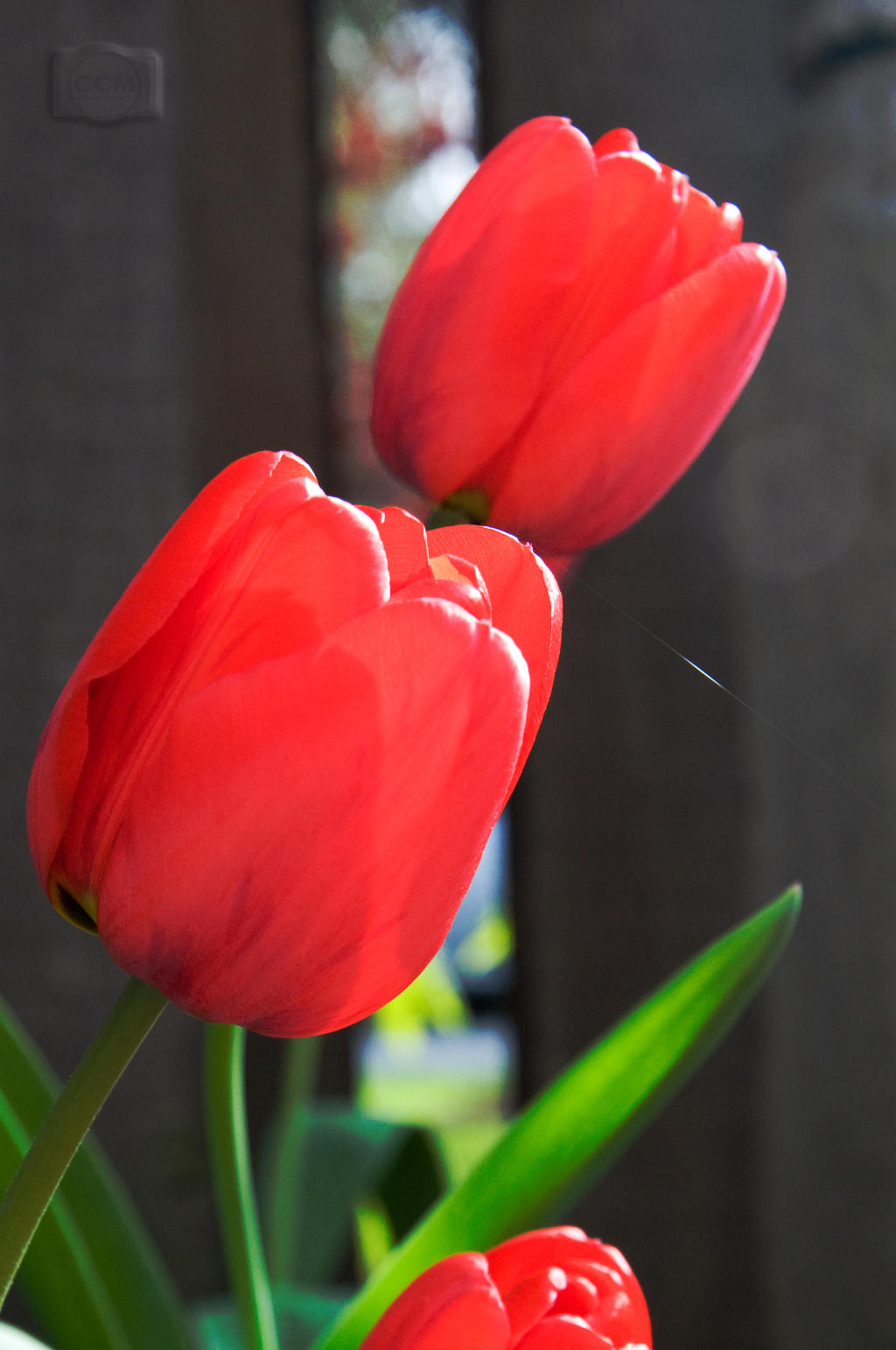 Tulip v. Lily Put