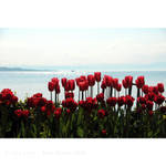 Isle of flowers by MorkOrk