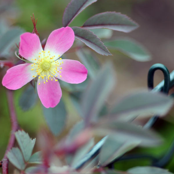 at the garden fence