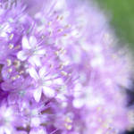 flowering leek 2 by MorkOrk