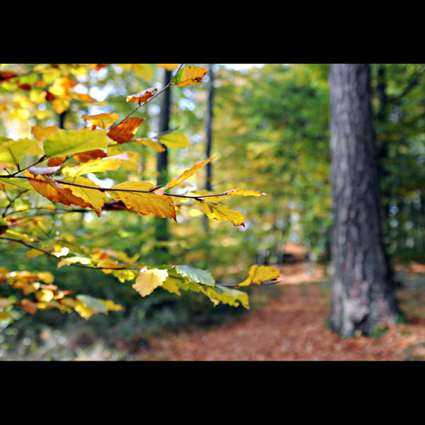 autumn day