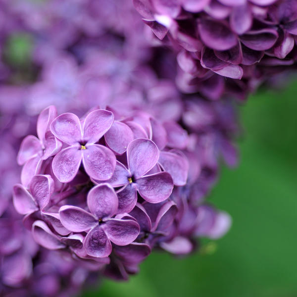 lilac love 3