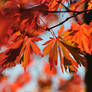 blazing autumn 3