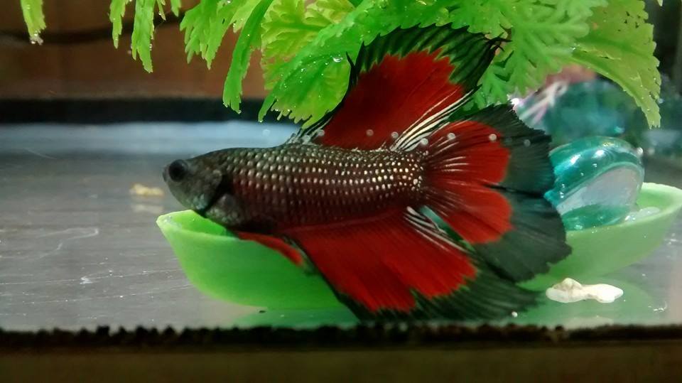 Betta