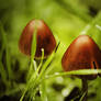 Mushrooms from Fairyland