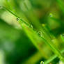 Drops on grass