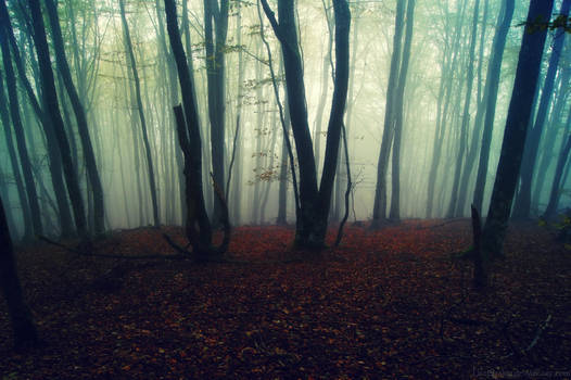 Misty Wood...