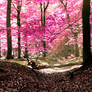 Welcome to the pink forrest