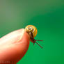 Tiny Baby Snail