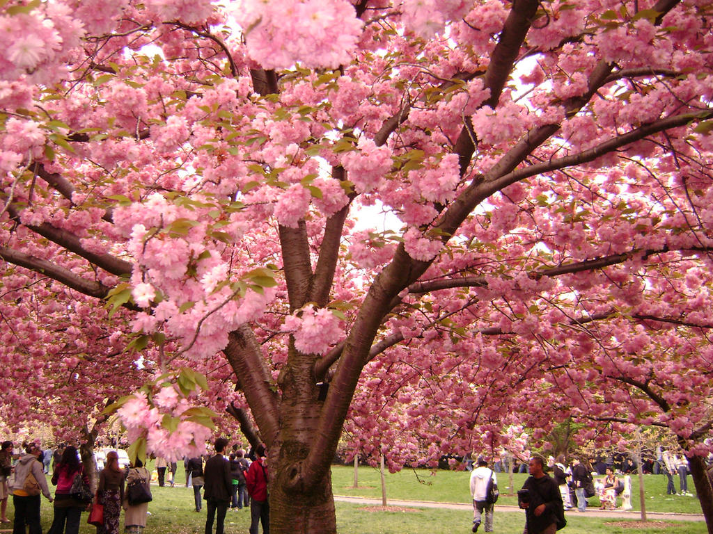 Sakura Tree Structure Sakura Tree Thorium | Terraspark Boots/Crafting tree β AFBUA