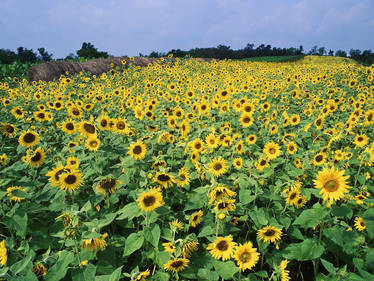 Field of flowers