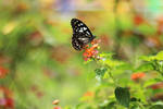 My flower garden by simplysuzu