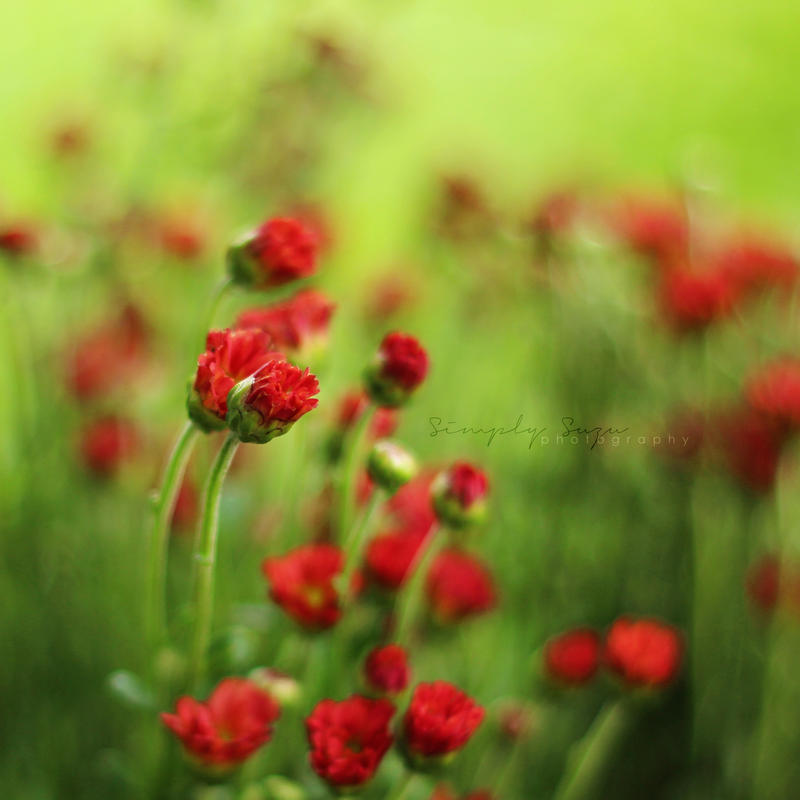 The feeling of flowers