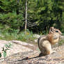 Chipmunk 1