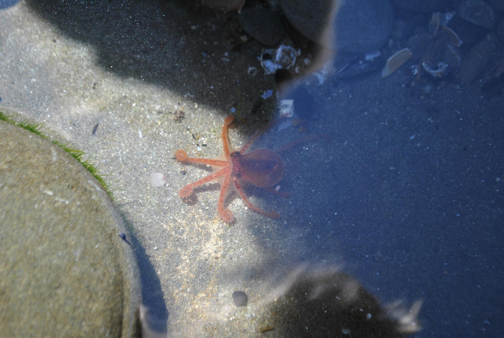 Tide Pools 11