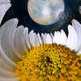 lately in the marguerite