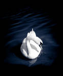 Lonely swan by MiBSuM