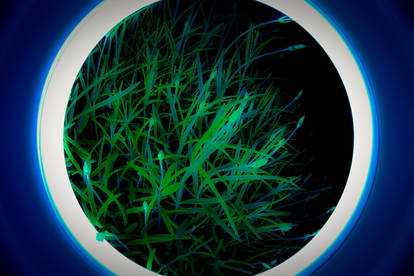 psychedelic grass