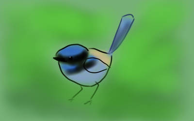 Fairy Wren