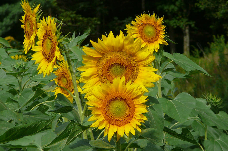 Sunflower Bunch