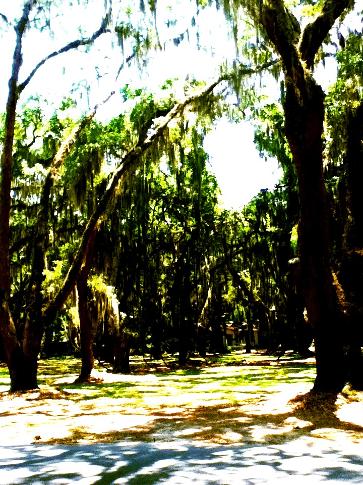 Forest of Spanish Moss