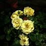 Yellow Rose