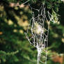 Spider web