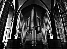 Organ