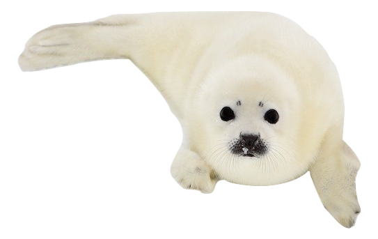 pagedoll