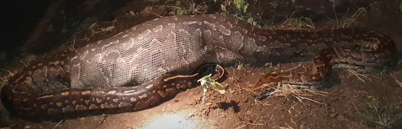 snake digesting 1 by spacetoace on DeviantArt