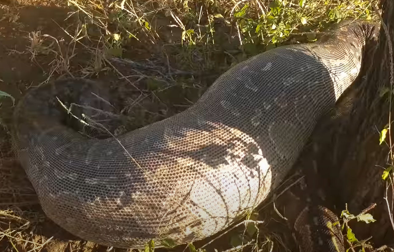 snake digesting 2 by spacetoace on DeviantArt