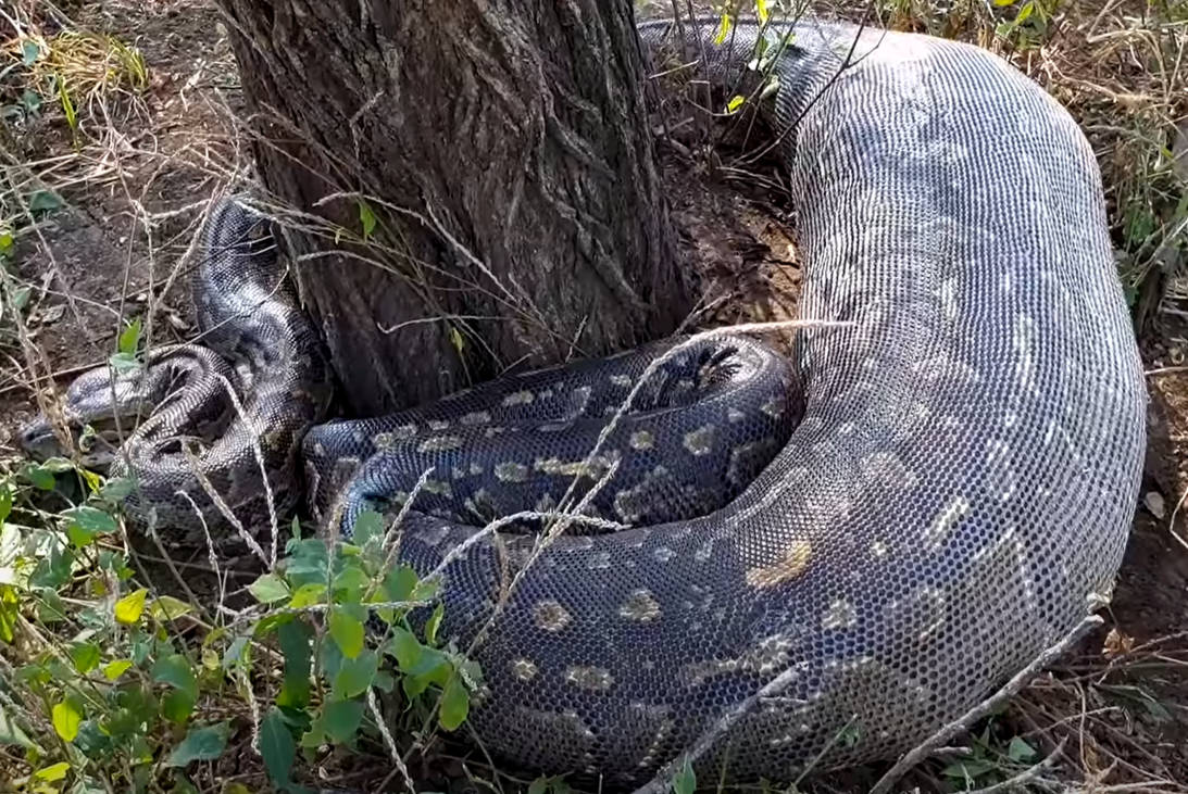 snake digesting 3 by spacetoace on DeviantArt