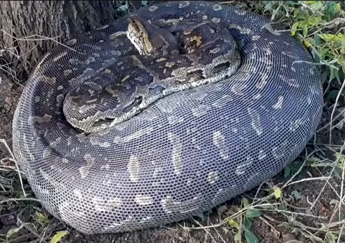 snake digesting 4 by spacetoace on DeviantArt