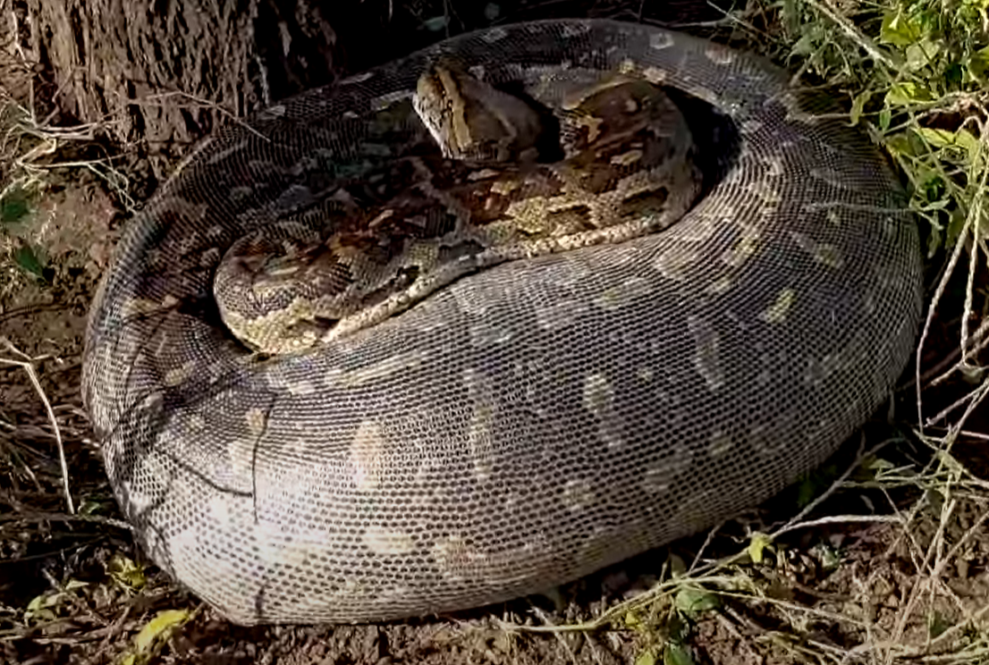 snake digesting 4 v2 by spacetoace on DeviantArt