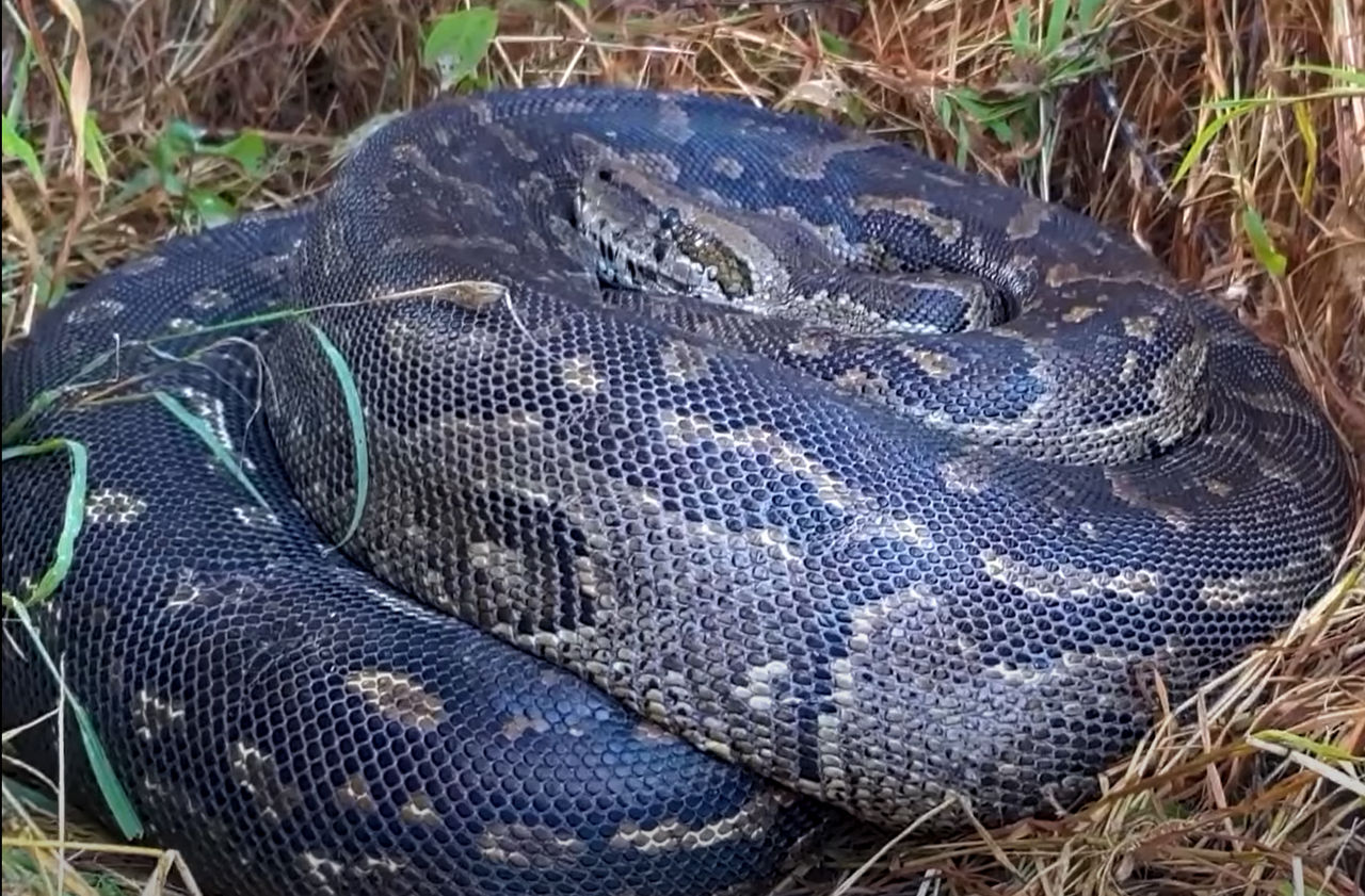 snake digesting 5 by spacetoace on DeviantArt