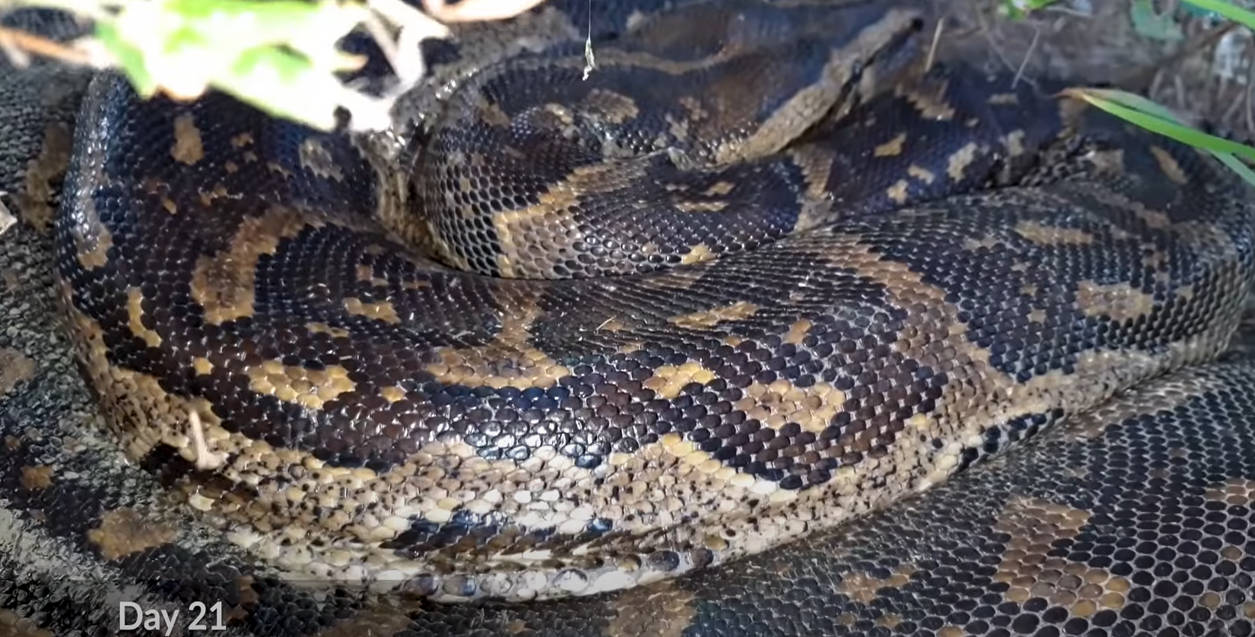 snake digesting 6 by spacetoace on DeviantArt