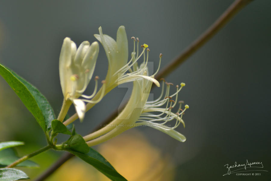 Honeysuckle