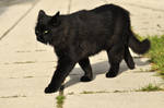 Black cat stock 09