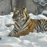 Winter Tiger 5