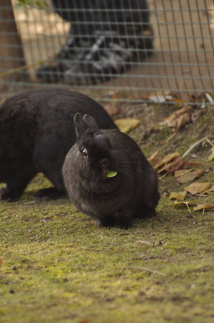 Derp bunny stock by windfuchs on DeviantArt