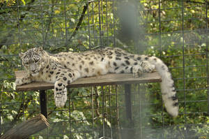 Snow leopard 1