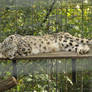 Snow leopard 2