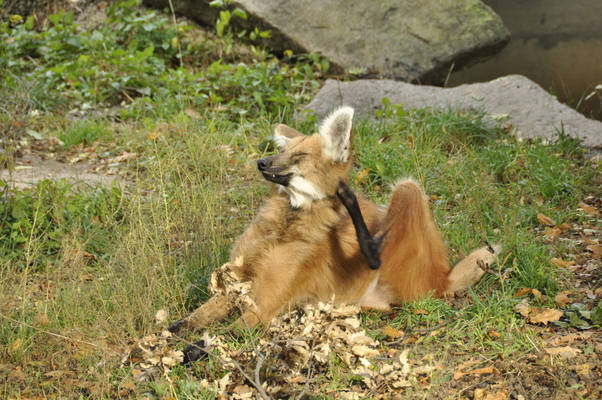 Maned wolf stock 01