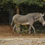 Zebra stock 3