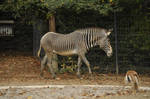Zebra stock 3